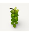 VIGNA | Grape 14 Grapes | Vert Herbe Satinée | Murano Store