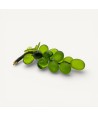 VIGNA | Grape 14 Grapes | Satin Grass Green | Murano Store